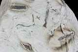 Ediacaran Aged Fossil Worms (Sabellidites) - Estonia #73523-3